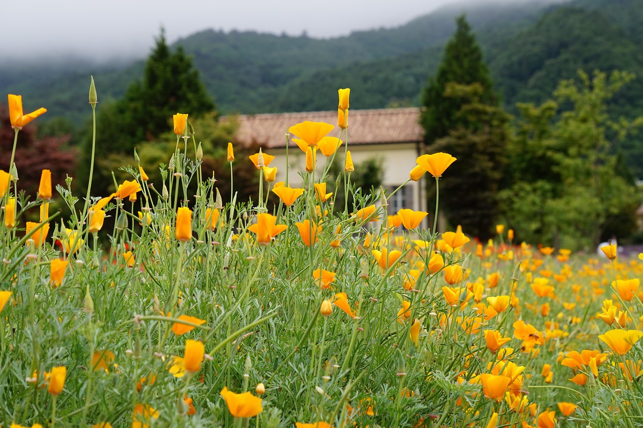 铁塔猫冰果爆珠(粗):推荐代理商平台
